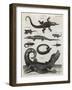 Reptile, Gecko-A Bell-Framed Art Print