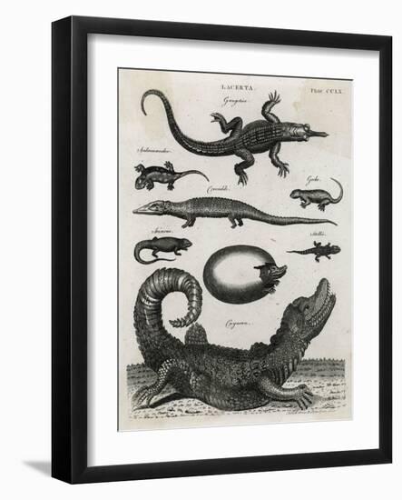 Reptile, Gecko-A Bell-Framed Art Print