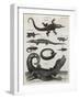 Reptile, Gecko-A Bell-Framed Art Print