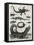 Reptile, Salamander-A Bell-Framed Stretched Canvas