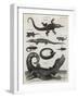Reptile, Salamander-A Bell-Framed Art Print