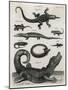 Reptile, Salamander-A Bell-Mounted Art Print