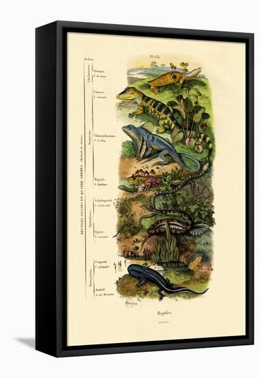 Reptiles, 1833-39-null-Framed Stretched Canvas