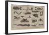 Reptiles and Insects of Various Parts of the World-null-Framed Giclee Print