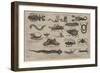 Reptiles and Insects of Various Parts of the World-null-Framed Giclee Print