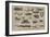 Reptiles and Insects of Various Parts of the World-null-Framed Giclee Print