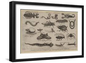 Reptiles and Insects of Various Parts of the World-null-Framed Giclee Print