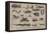 Reptiles and Insects of Various Parts of the World-null-Framed Stretched Canvas