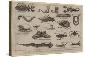 Reptiles and Insects of Various Parts of the World-null-Stretched Canvas