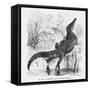 Reptiles, Crocodile-null-Framed Stretched Canvas