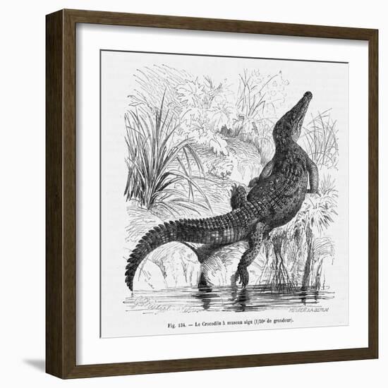 Reptiles, Crocodile-null-Framed Art Print