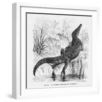 Reptiles, Crocodile-null-Framed Art Print