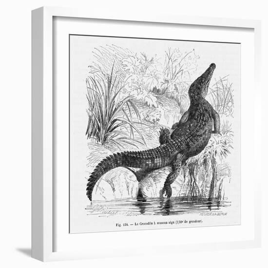 Reptiles, Crocodile-null-Framed Art Print