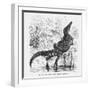 Reptiles, Crocodile-null-Framed Art Print