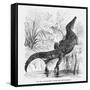 Reptiles, Crocodile-null-Framed Stretched Canvas