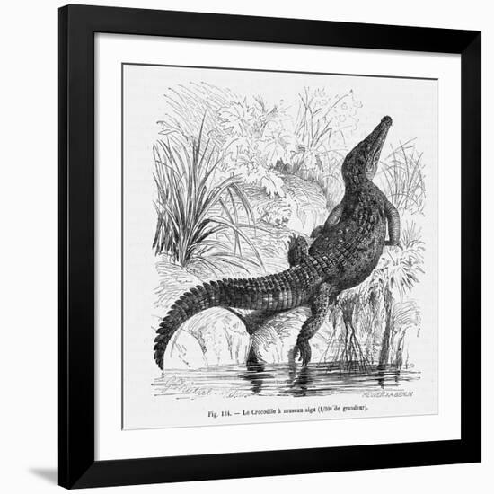 Reptiles, Crocodile-null-Framed Art Print