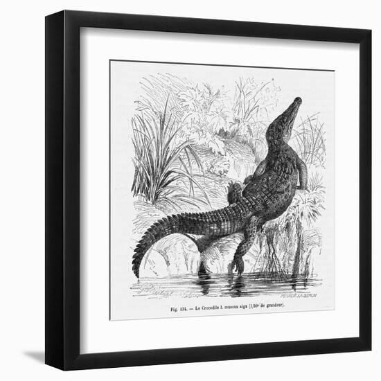 Reptiles, Crocodile-null-Framed Art Print