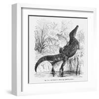 Reptiles, Crocodile-null-Framed Art Print