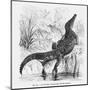 Reptiles, Crocodile-null-Mounted Art Print