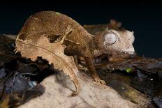 Satanic Leaf-Tailed Gecko / Uroplatus Phantasticus-reptiles4all-Framed Photographic Print