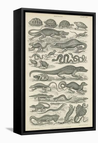 Reptiles-null-Framed Stretched Canvas