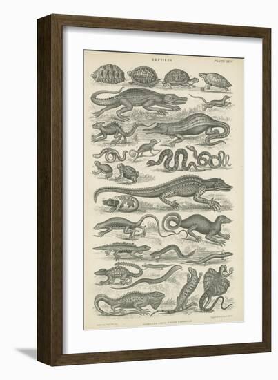 Reptiles-null-Framed Giclee Print