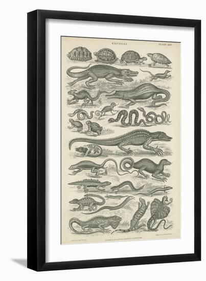 Reptiles-null-Framed Giclee Print