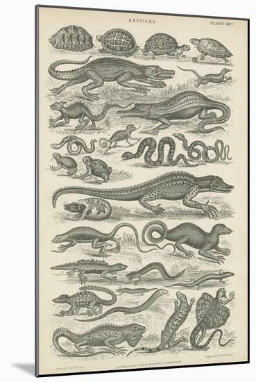 Reptiles-null-Mounted Giclee Print