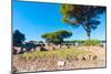 Republican temple, Ostia Antica archaeological site, Ostia, Rome province, Latium (Lazio), Italy-Nico Tondini-Mounted Photographic Print