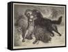 Rescued from the Wolf-Samuel John Carter-Framed Stretched Canvas