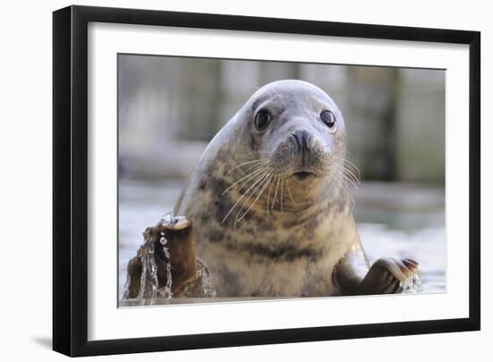 Rescued Grey Seal Pup (Halichoerus Grypus)-Nick Upton-Framed Photographic Print