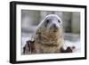 Rescued Grey Seal Pup (Halichoerus Grypus)-Nick Upton-Framed Photographic Print