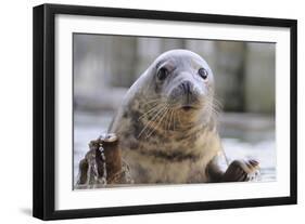 Rescued Grey Seal Pup (Halichoerus Grypus)-Nick Upton-Framed Photographic Print