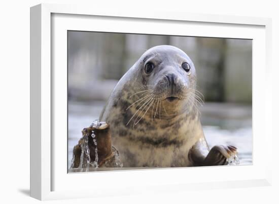 Rescued Grey Seal Pup (Halichoerus Grypus)-Nick Upton-Framed Photographic Print