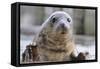 Rescued Grey Seal Pup (Halichoerus Grypus)-Nick Upton-Framed Stretched Canvas