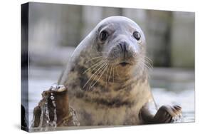 Rescued Grey Seal Pup (Halichoerus Grypus)-Nick Upton-Stretched Canvas