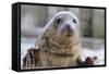 Rescued Grey Seal Pup (Halichoerus Grypus)-Nick Upton-Framed Stretched Canvas