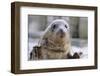 Rescued Grey Seal Pup (Halichoerus Grypus)-Nick Upton-Framed Premium Photographic Print