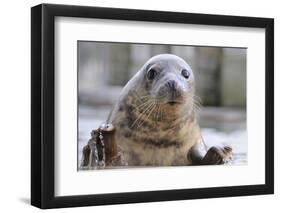 Rescued Grey Seal Pup (Halichoerus Grypus)-Nick Upton-Framed Premium Photographic Print