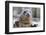 Rescued Grey Seal Pup (Halichoerus Grypus)-Nick Upton-Framed Premium Photographic Print