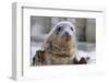 Rescued Grey Seal Pup (Halichoerus Grypus)-Nick Upton-Framed Premium Photographic Print