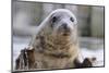 Rescued Grey Seal Pup (Halichoerus Grypus)-Nick Upton-Mounted Premium Photographic Print