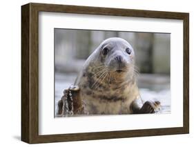 Rescued Grey Seal Pup (Halichoerus Grypus)-Nick Upton-Framed Photographic Print