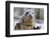 Rescued Grey Seal Pup (Halichoerus Grypus)-Nick Upton-Framed Photographic Print