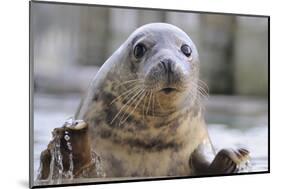 Rescued Grey Seal Pup (Halichoerus Grypus)-Nick Upton-Mounted Photographic Print