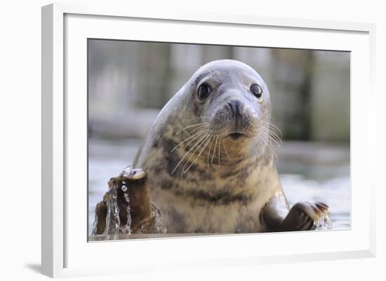 Rescued Grey Seal Pup (Halichoerus Grypus)-Nick Upton-Framed Photographic Print