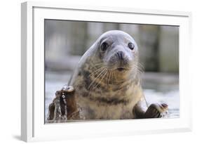 Rescued Grey Seal Pup (Halichoerus Grypus)-Nick Upton-Framed Photographic Print