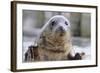 Rescued Grey Seal Pup (Halichoerus Grypus)-Nick Upton-Framed Photographic Print