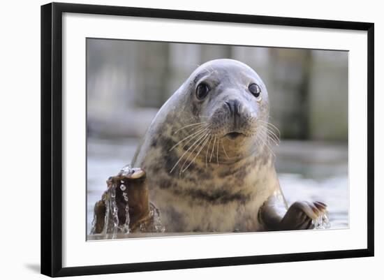 Rescued Grey Seal Pup (Halichoerus Grypus)-Nick Upton-Framed Photographic Print