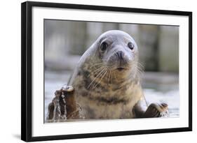 Rescued Grey Seal Pup (Halichoerus Grypus)-Nick Upton-Framed Photographic Print